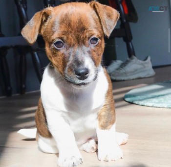 2 male Jack Russell puppies