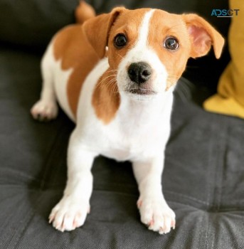 Purebred Jack Russell Pups