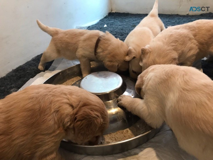 Big Adorable Labradoodle F1 Puppies