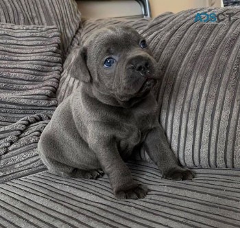 Staffordshire BullTerrier Puppies