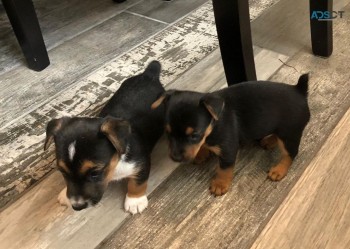 Jack Russell Lilac And Tan pups