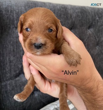 Cute Cavapoo  pups four boys left beauti