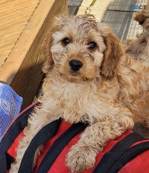 Cute Cavapoo  pups four boys left beauti