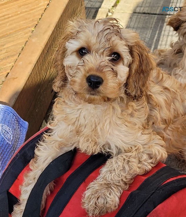 Cute Cavapoo  pups four boys left beauti