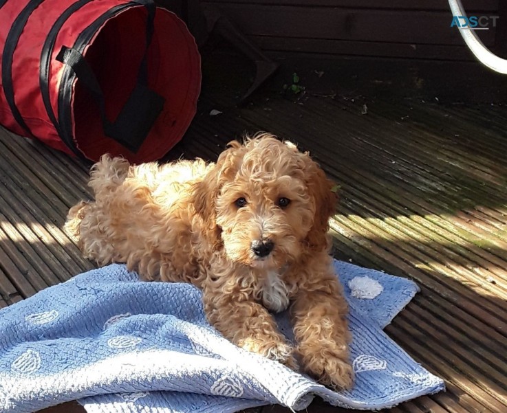 Cute Cavapoo  pups four boys left beauti