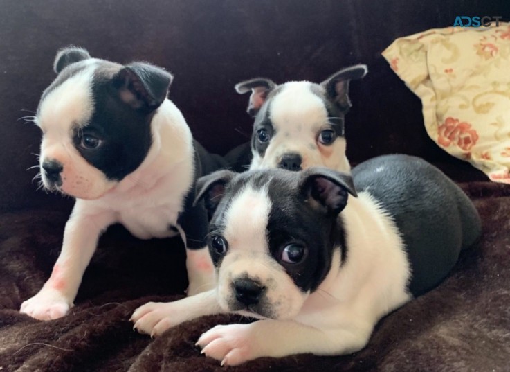 Boston terrier puppies