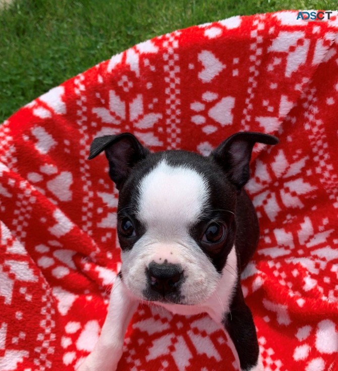 Boston terrier puppies