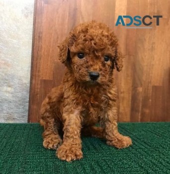 Toy poodle puppies