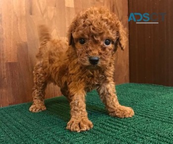 Toy poodle puppies