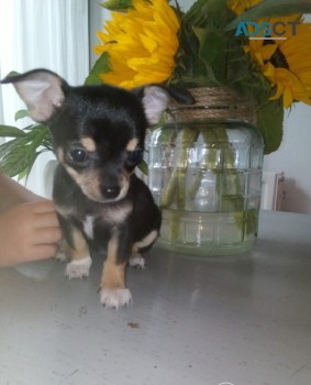  Chihuahua puppies