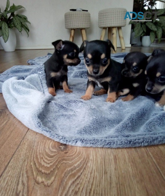  Chihuahua puppies