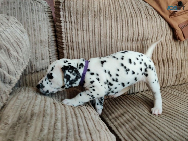 Dalmatians Puppies