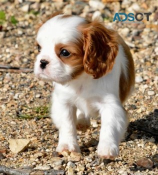 Cavalier King Charles Spaniel puppies