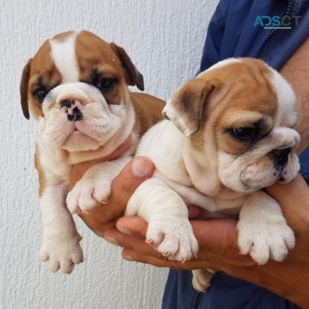 English Bulldog Puppies