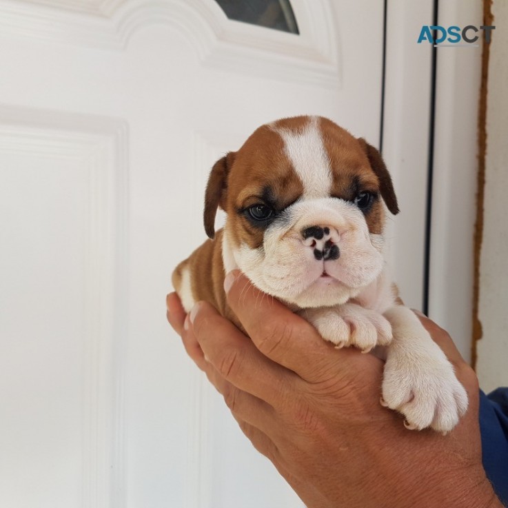 English Bulldog Puppies