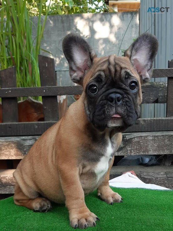 Home raised French bulldog 