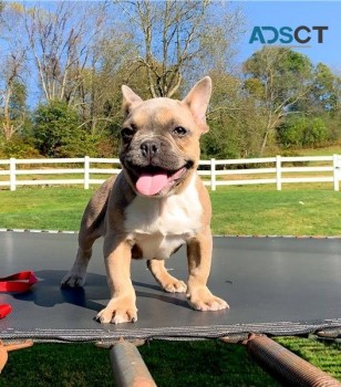 French Bulldog Puppies