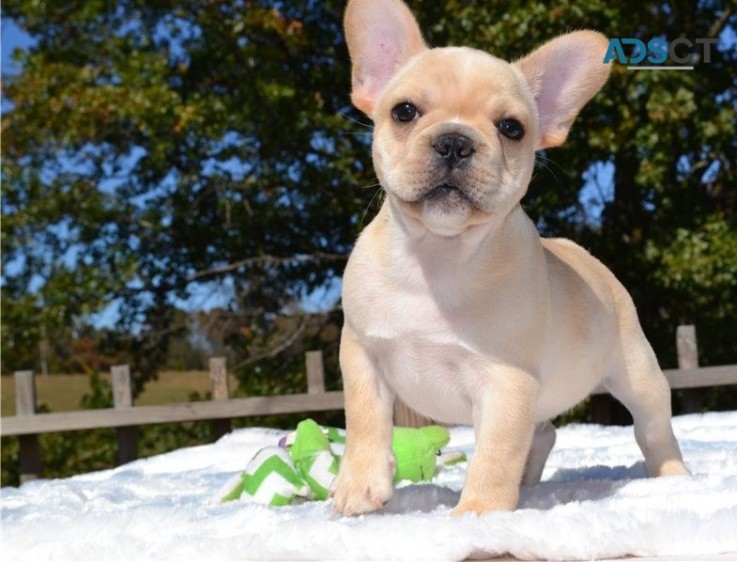 French Bulldog Puppies