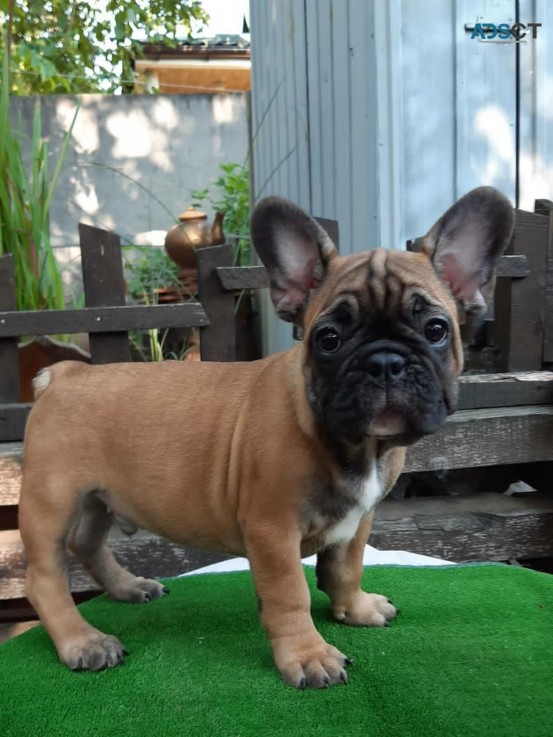 Cute French bulldog for sale