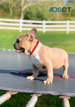 French Bulldog Puppies