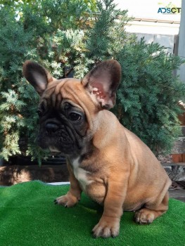 Smart French bulldog for sale 