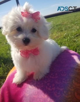 Outstanding Teacup Maltese Puppies