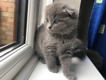 British short hair kitten 