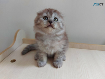 British short hair kitten 