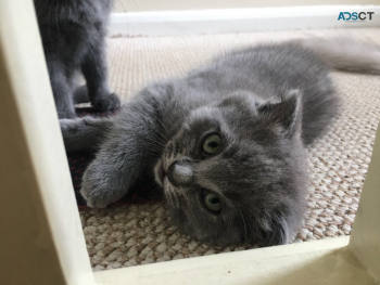 British short hair kitten 