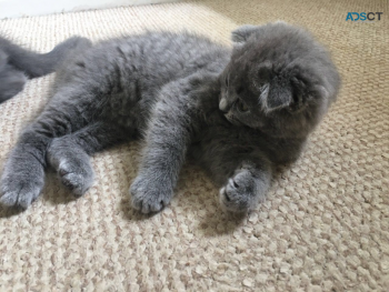 British short hair kitten 