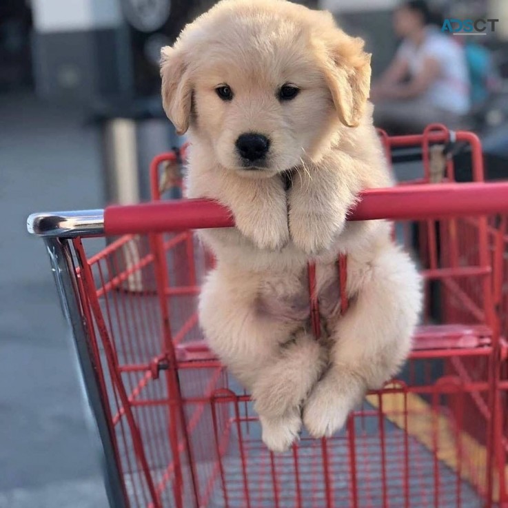 Golden Retriever Puppies