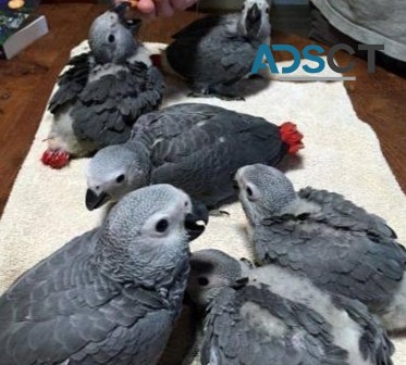 babies African grey parrots 