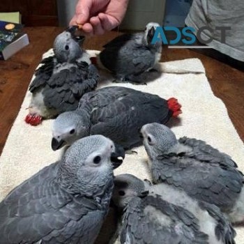 babies African grey parrots train