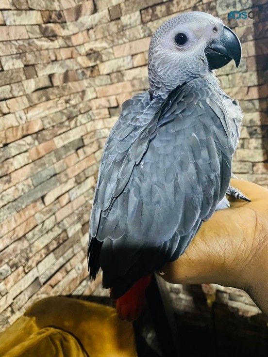 babies African grey parrots 