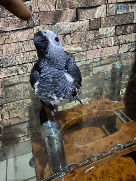 babies African grey parrots 