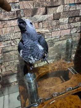 babies African grey parrots well train 