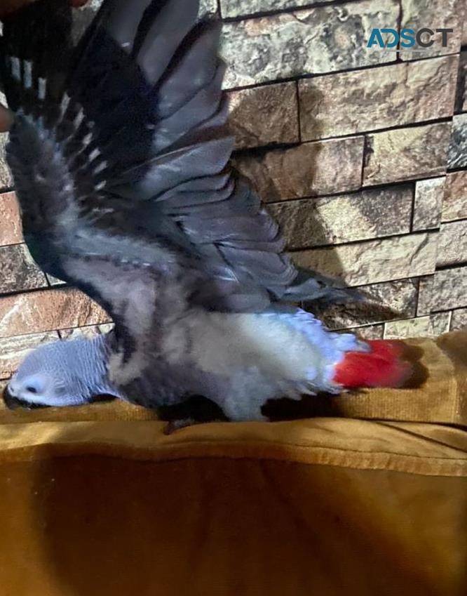 babies African grey parrots well train 