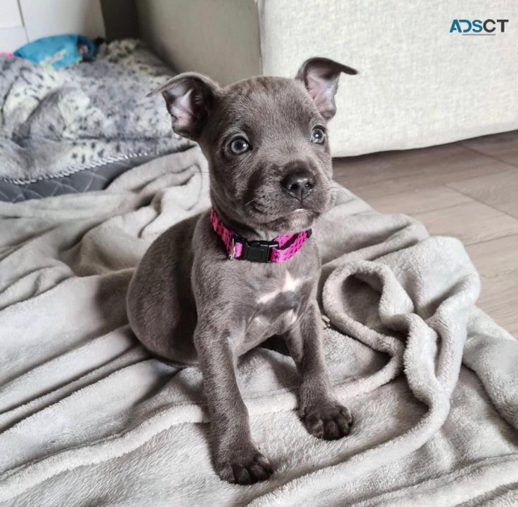 Healthy Staffordshire Bull Terrier Pup