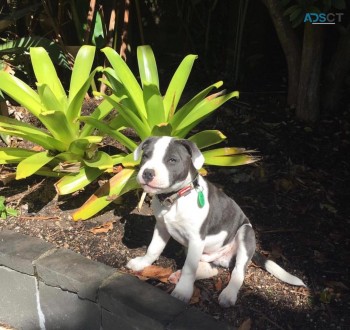 Healthy Staffordshire Bull Terrier Pups