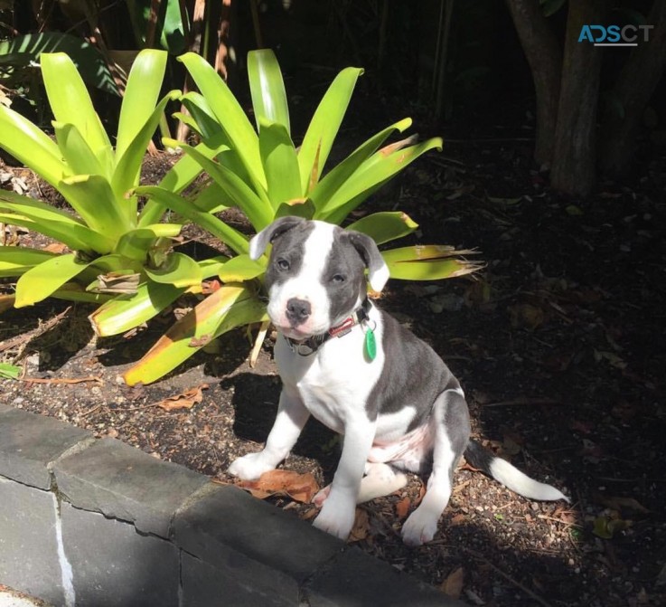 Healthy Staffordshire Bull Terrier Pups