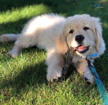 Healthy Golden Retriever Puppies