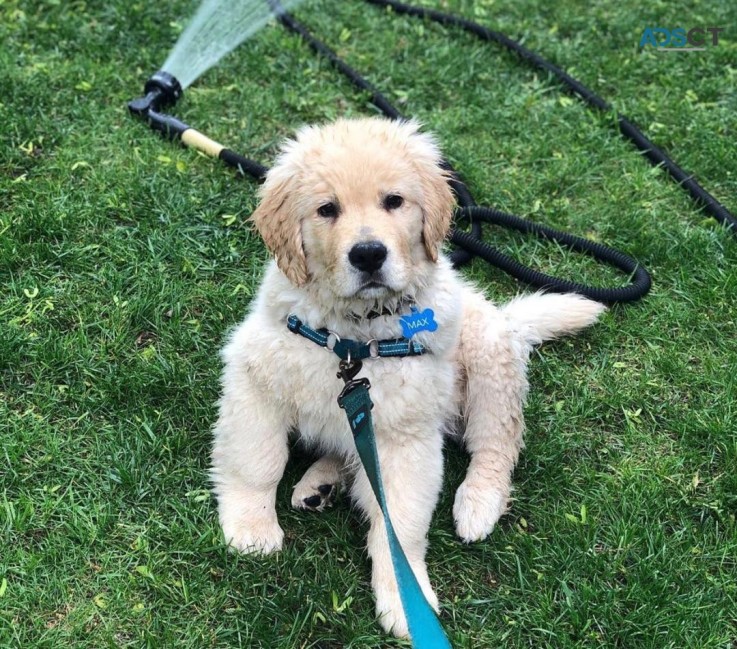 Healthy Golden Retriever Puppies