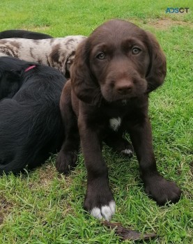 Labradoodle Puppies For Sale