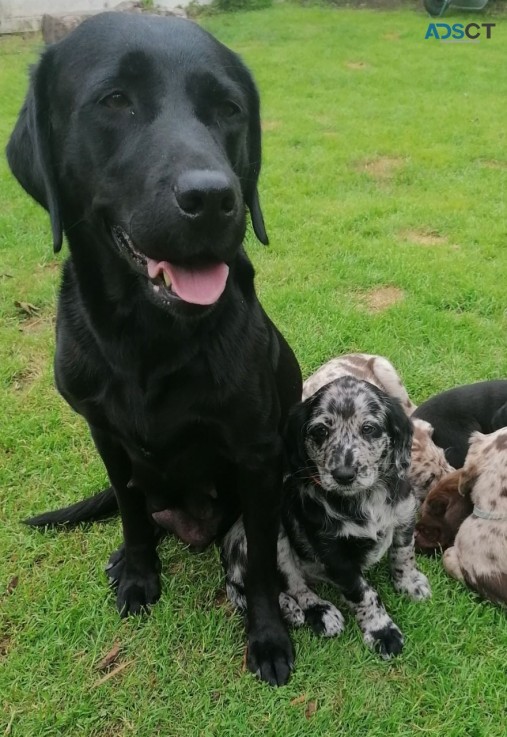 Labradoodle Puppies For Sale