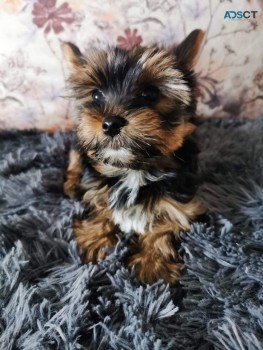 Teacup Yorkie Puppies for sale