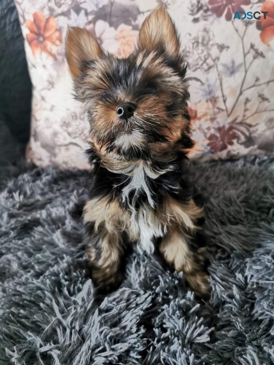 Teacup Yorkie Puppies for sale