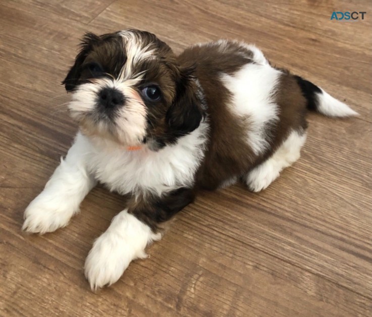 Amazing Teacup Shih tzu Puppies for adop