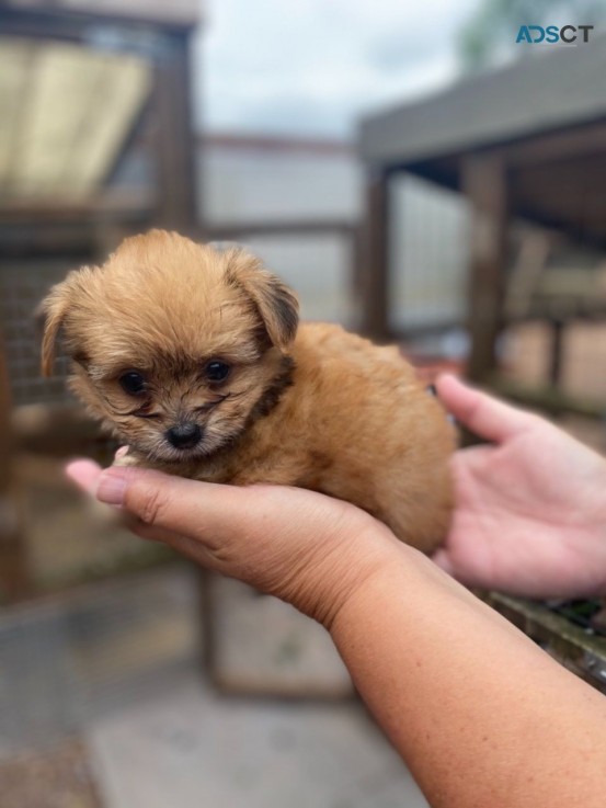 Cute Yorkie puppies for sale