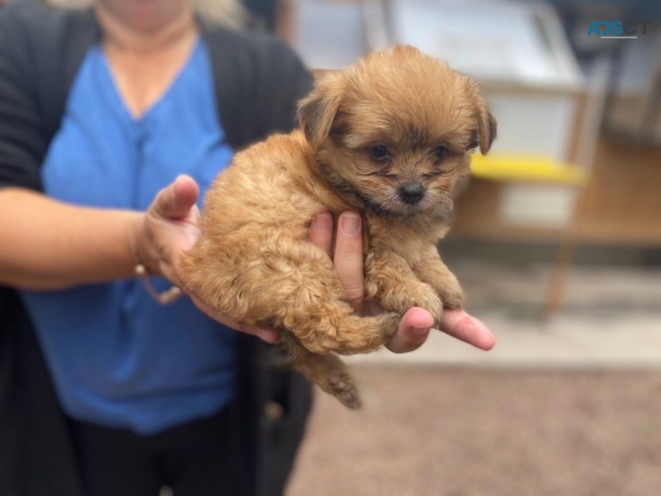 Cute Yorkie puppies for sale