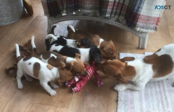 Jack Russell Puppies Available